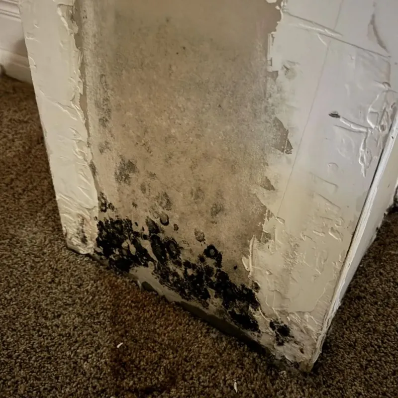 Professional Mold Removal in Sterling County, TX